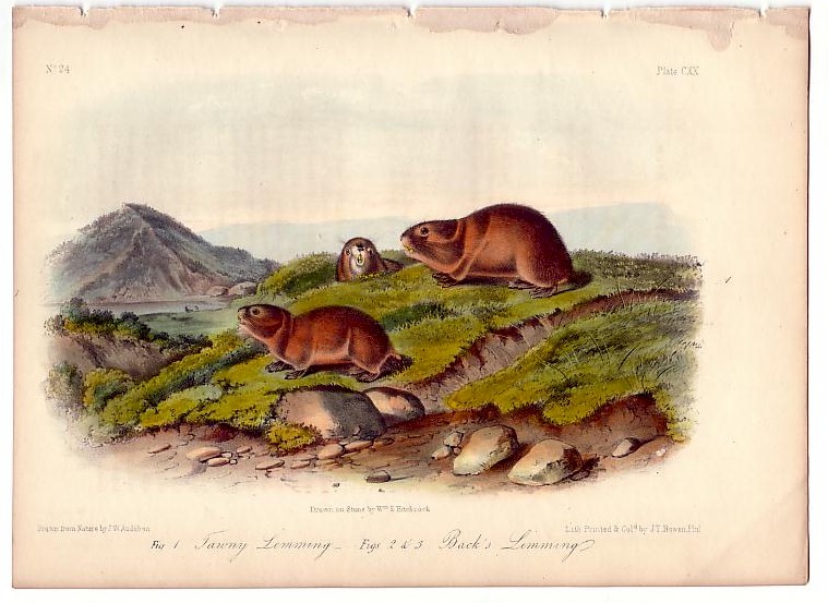 P120_Tawny_Lemming.JPG